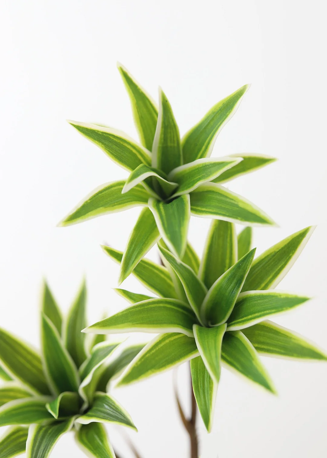 Variegated Fake Dracaena Succulent - 30"