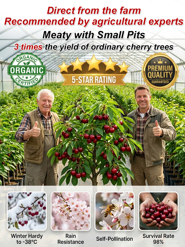 【No fruit, full refund】 Premium Giant Sweet Cherry Sapling