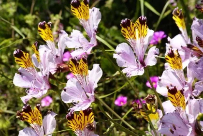 amazingTiger face flower
