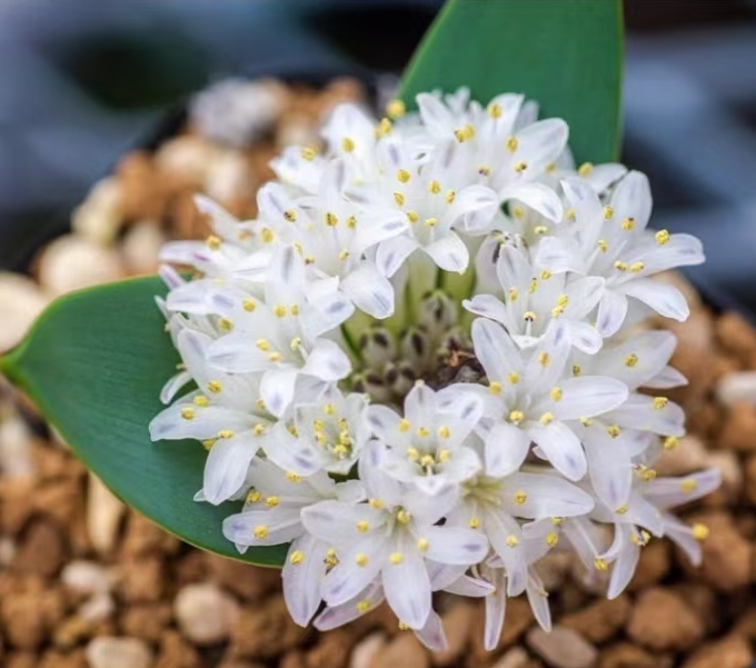 1106. Lachenalia ensifolia  0.8-1cm/ Caudex /  Succulent plants / Garden landscape / Carefully select healthy plants