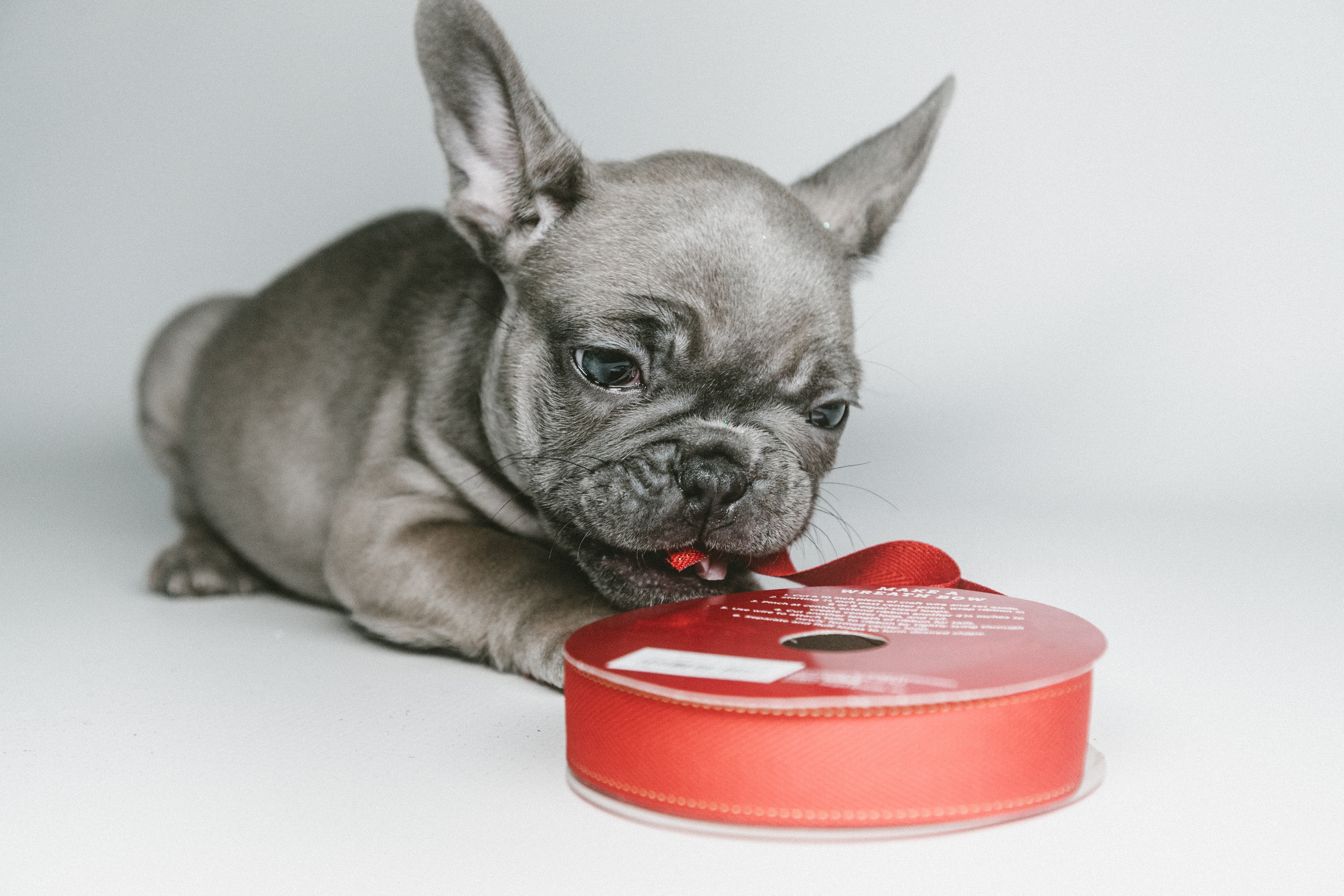 <p>Choose for your beloved pet</p><p>The most reliable product</p><p>Whether it's a cat or a dog</p>