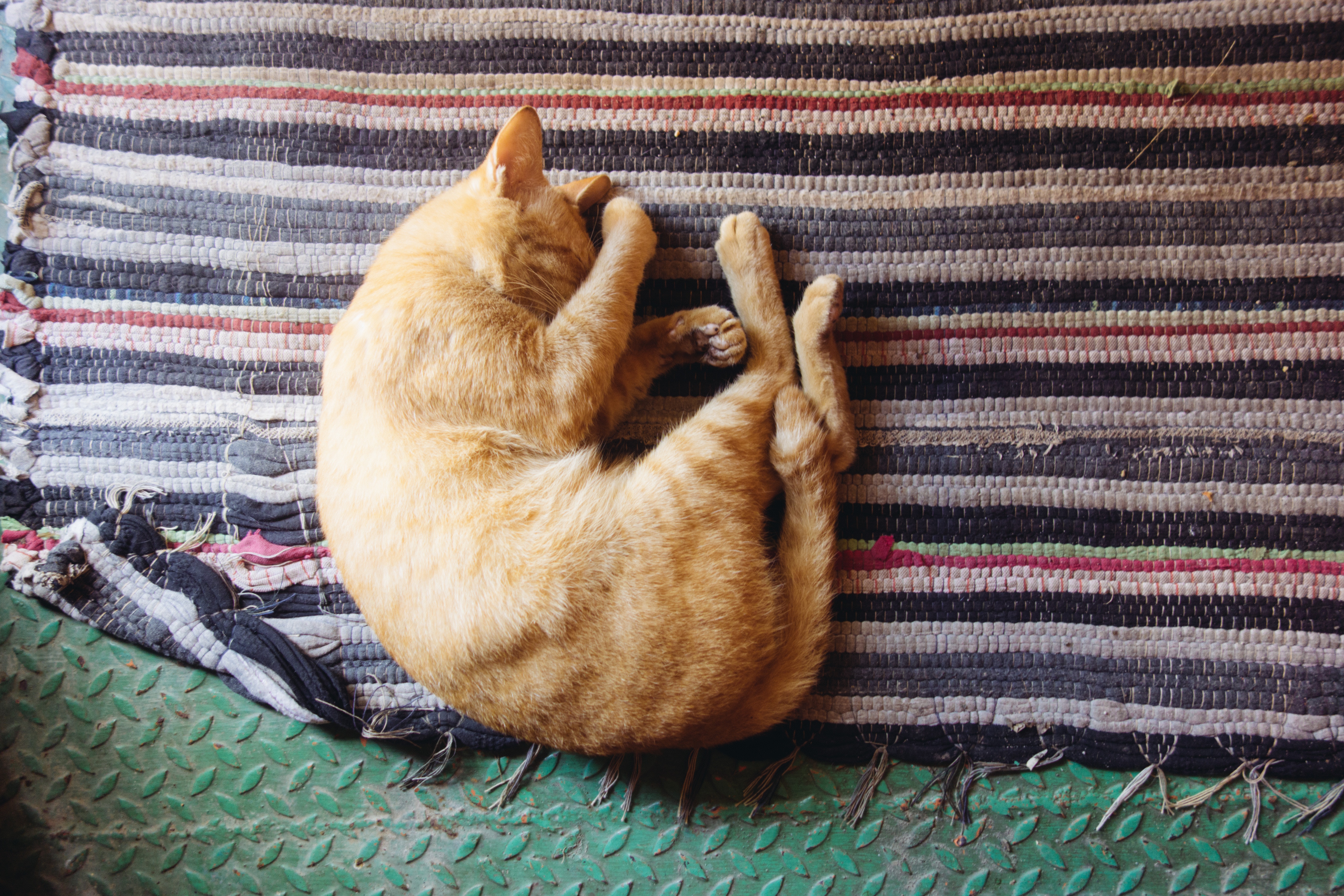 <p>Top-Tier Cat &amp; Kitten Toys &amp; Beds</p><p>Unbeatably Budget-Friendly Prices!</p>