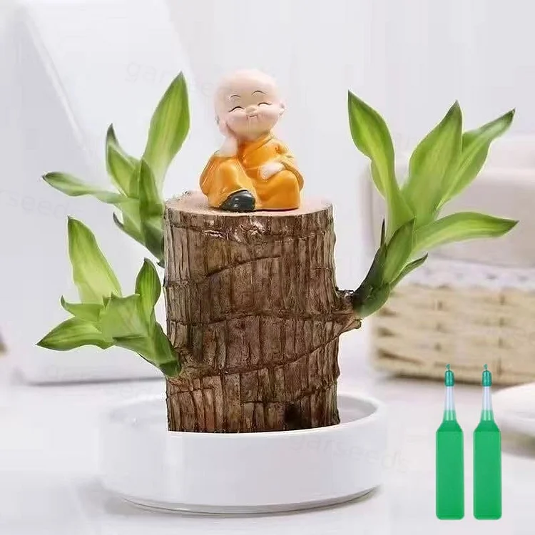 🪵Lucky Brazil Wood Potted Plant