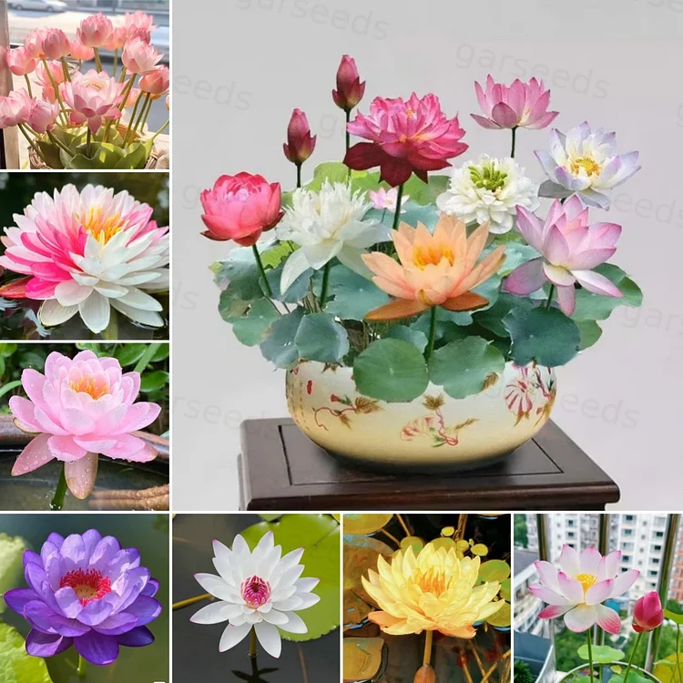 💐The Sacred Bonsai Bowl Lotus Flower Seeds