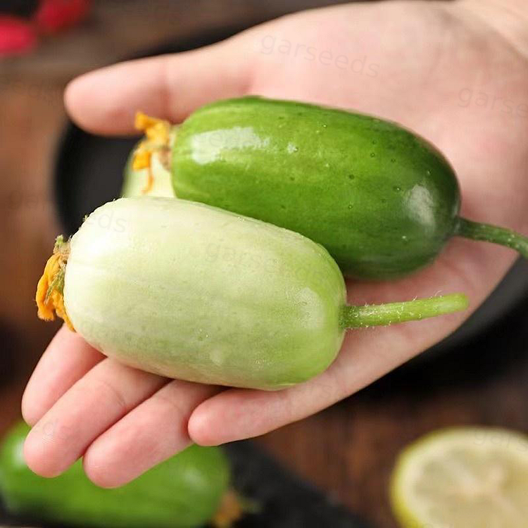 🥒Thumb Cucumber Seeds-Golden Boy Lady Cucumber