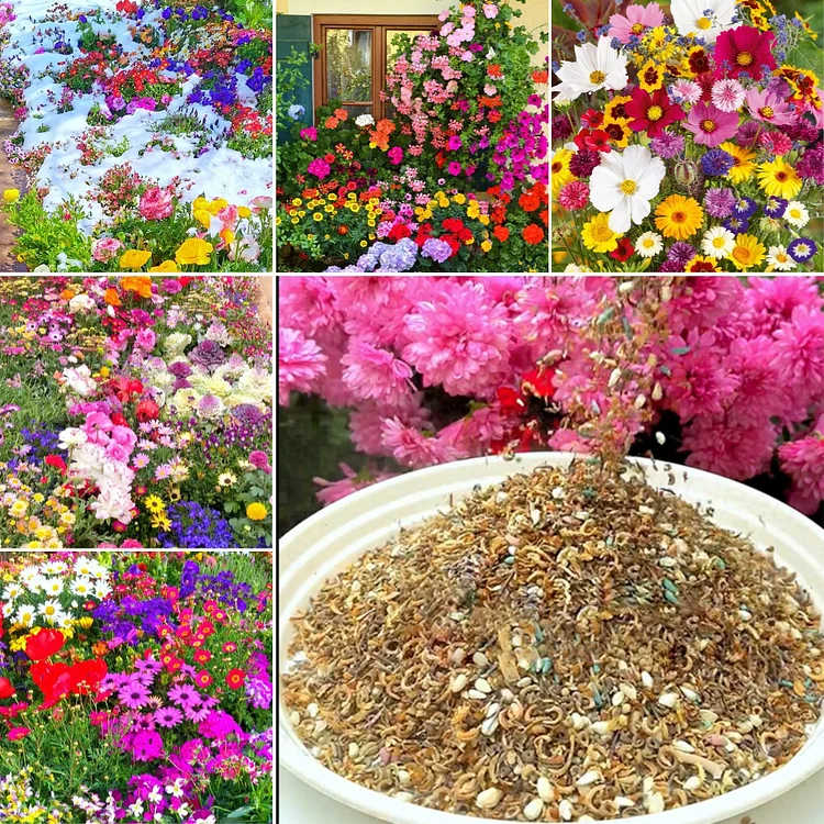 Mixed Seasonal Blooming Flower Seeds - Easy Care