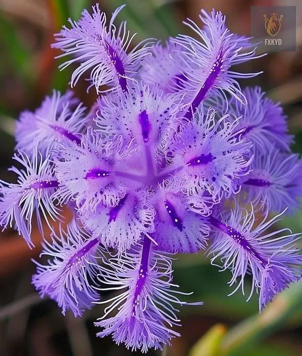 🌺 BEAUTIFUL PASSIONFLOWER SEEDS 🌿