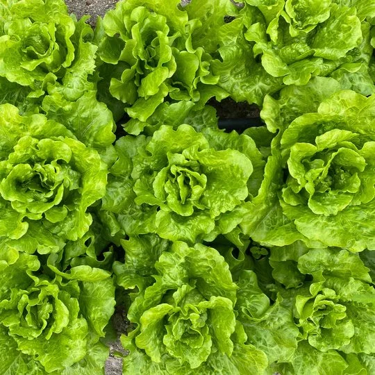 Italian Lettuce Seeds 🥬