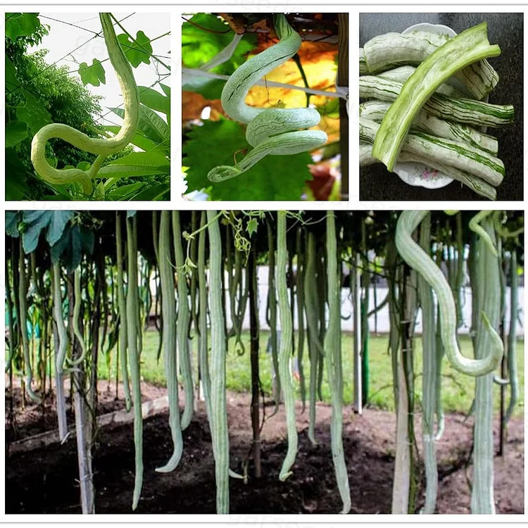 Rare Snake Gourd Seeds🐍