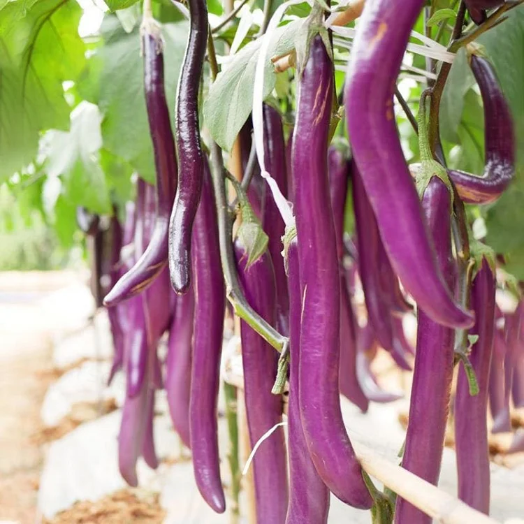Long Slender Eggplant Seeds🍆