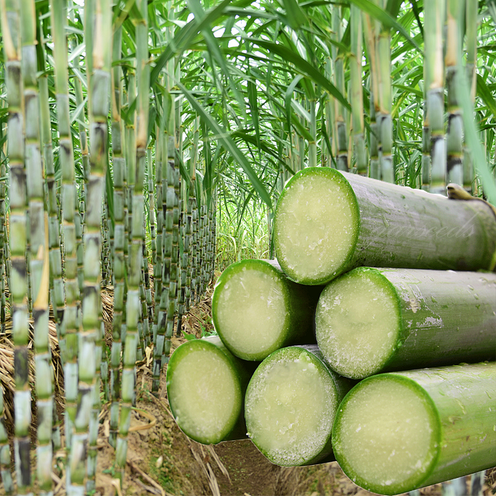 Green-Skinned Mini Sugarcane Seeds