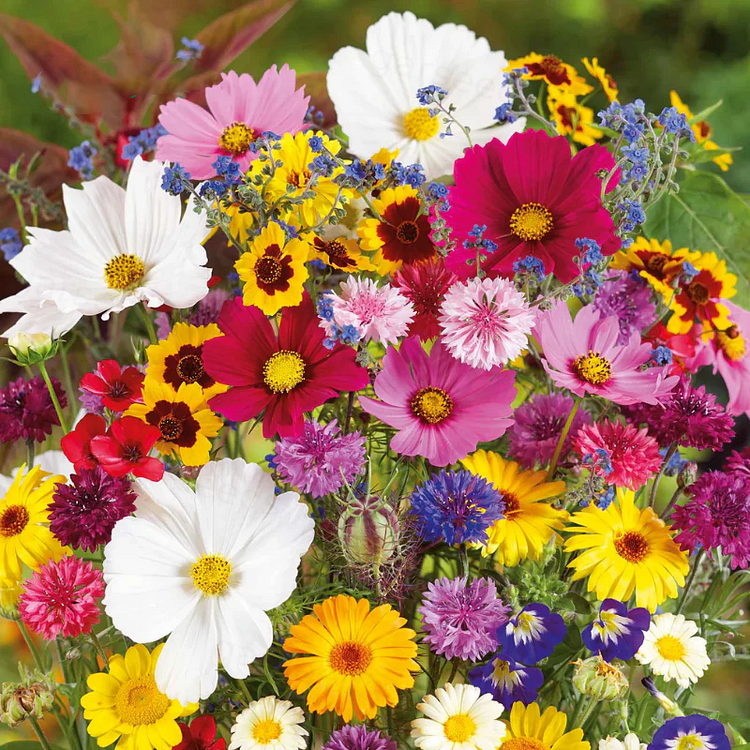 Over 60+ kinds Mixed Flowers Seeds, Perennial Wildflower Seeds, Year-around Planting