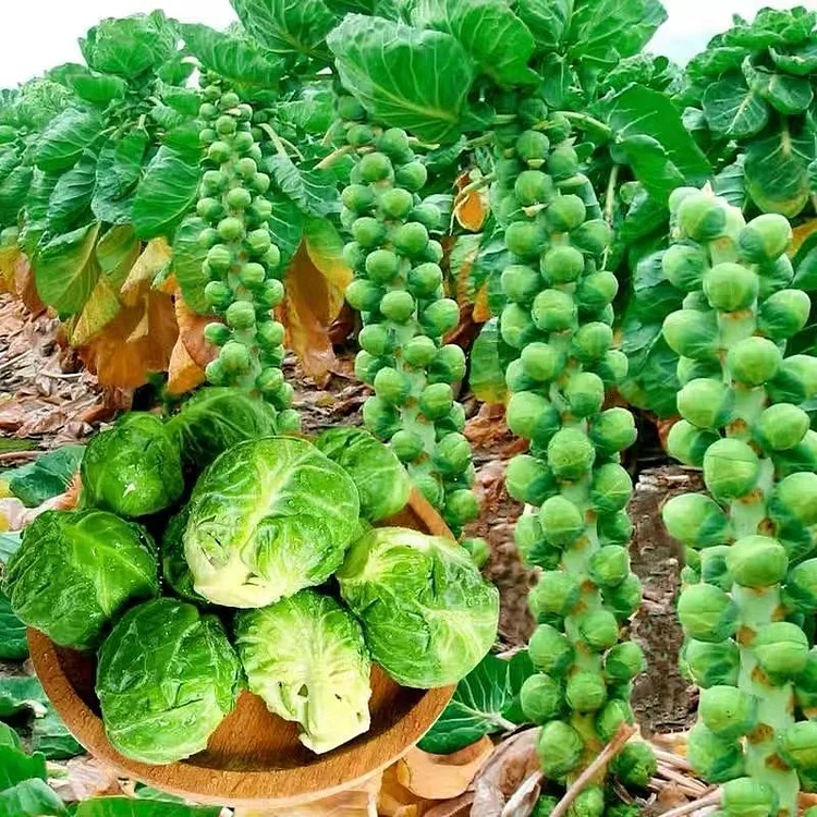 Brussels Sprouts Seeds
