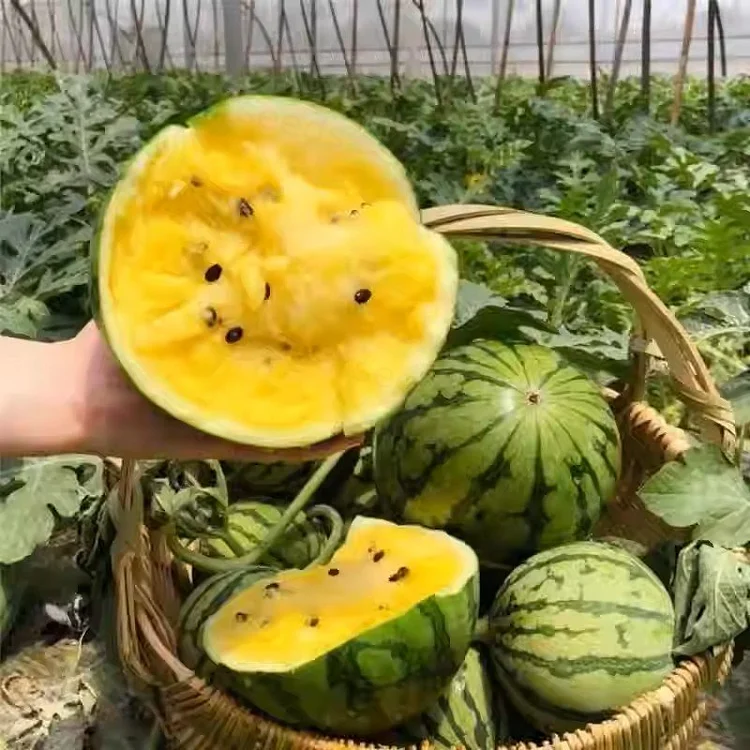 Yellow Flesh Watermelon Seeds