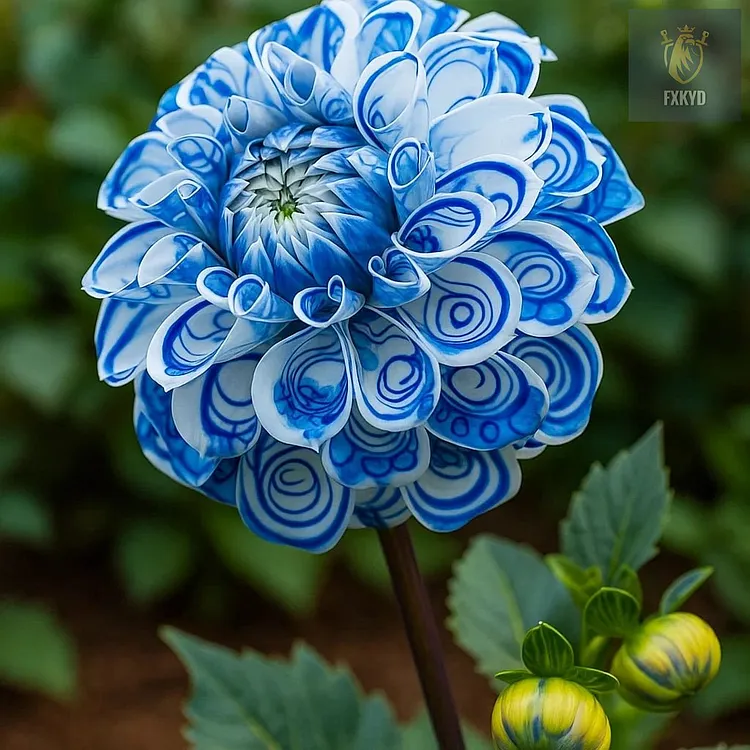 Rare Double Dahlias – Bold Blooms Ordinary Gardens Never Have