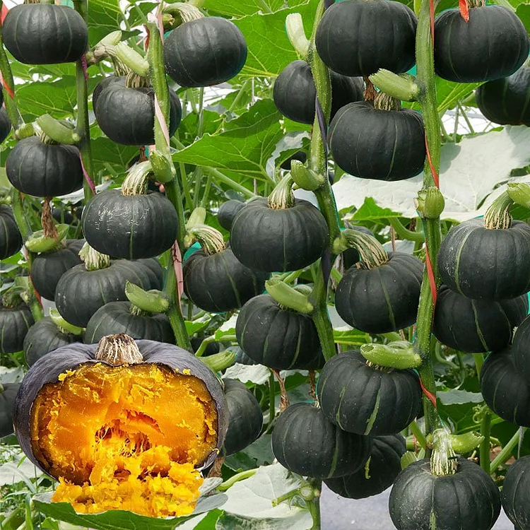 Beibei Pumpkin Seeds 