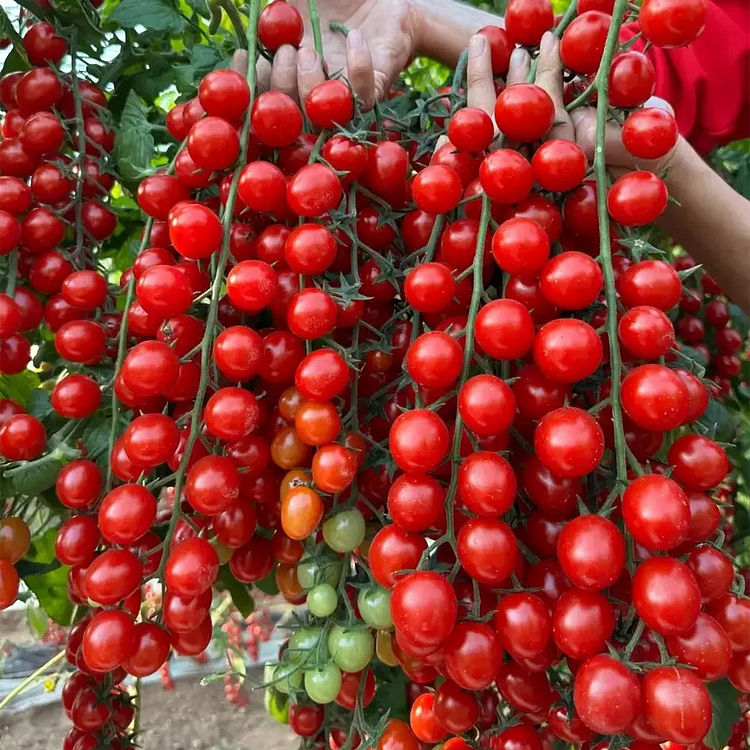 Waterfall Cherry Tomato Seeds🍅