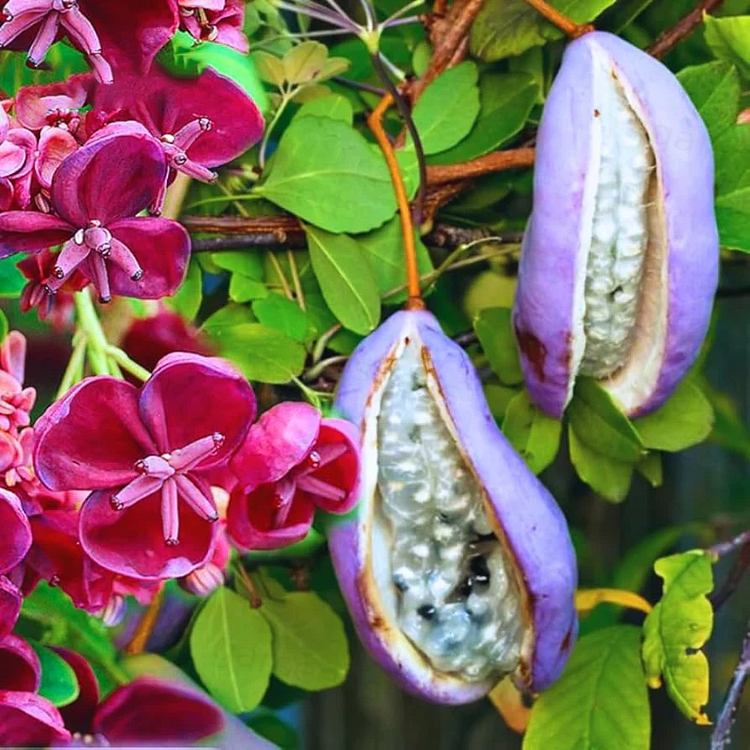 Chocolate Vine Plant Seeds-For Outdoor Garden