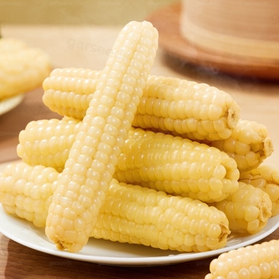 Mini Thumb Corn Seeds🌽