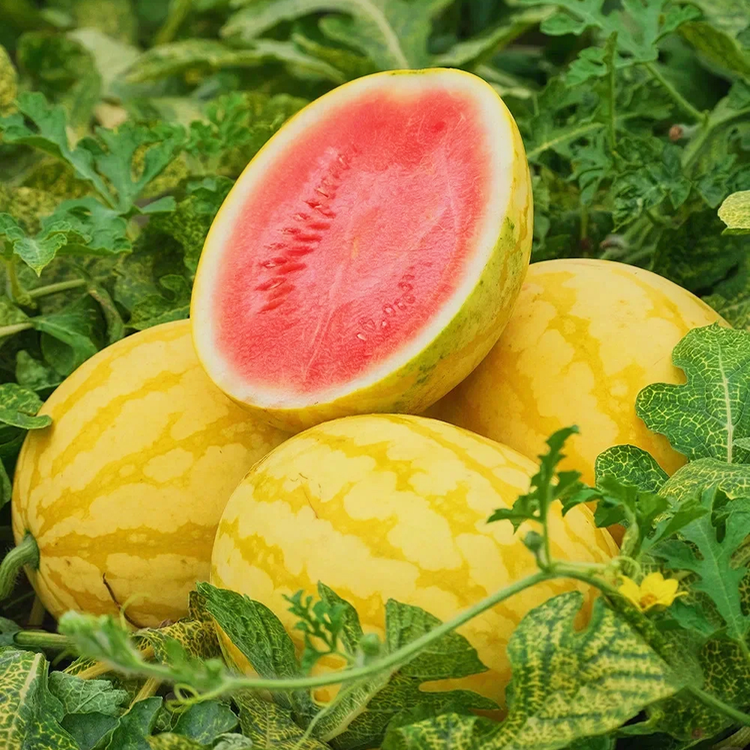 Yellow Skinned Red Flesh Watermelon Seeds