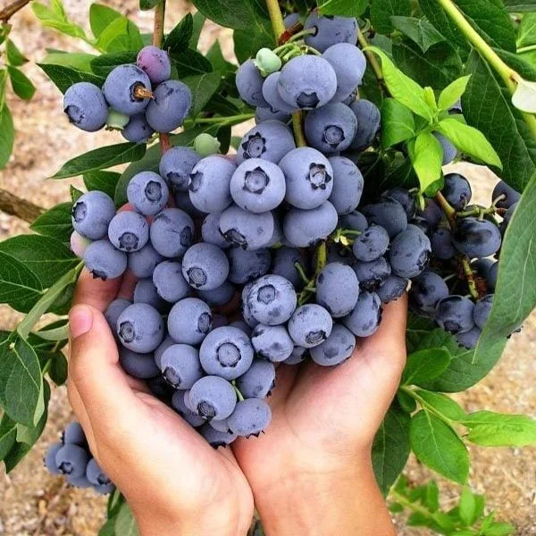 Blueberry Seeds 
