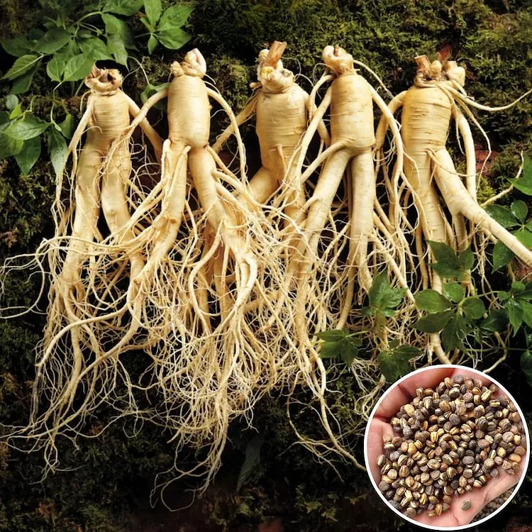 Ginseng Seeds