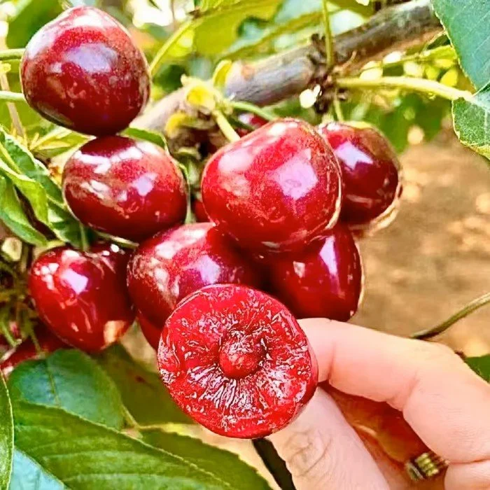 🍒Rainier Cherry Seeds