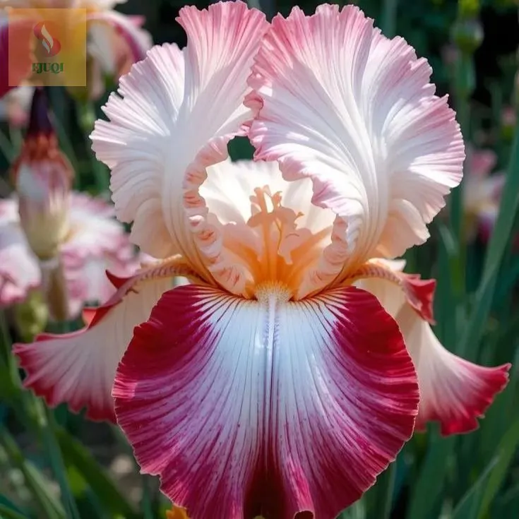 Bulbes d'iris rares Ivory Bloom⚜️
