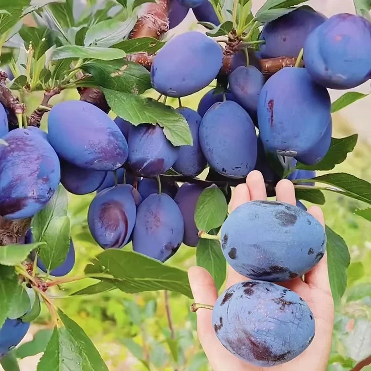Damson Blue Plums Seeds💙