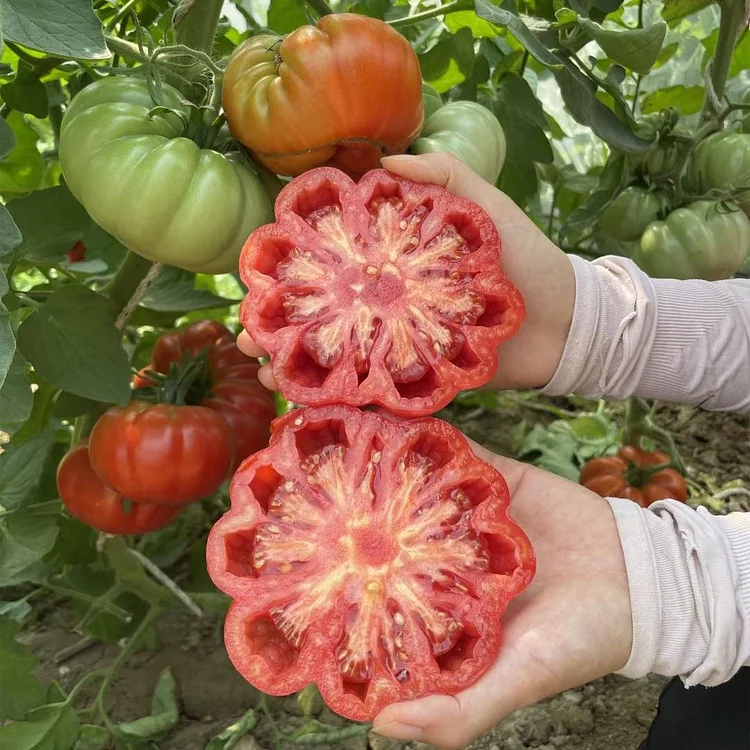 🍅Giant Beef Tomato Seeds 