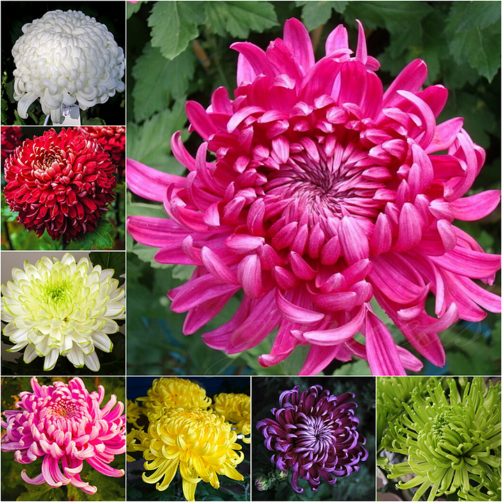 🌸The Flower of Elegance🌼Giant Chrysanthemum Seeds