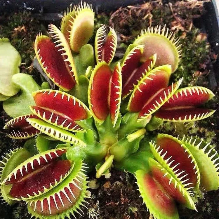 Venus Flytrap Seeds