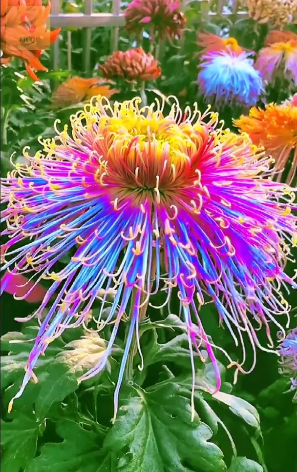Beautiful Rare Golden Daisy🌻Easy