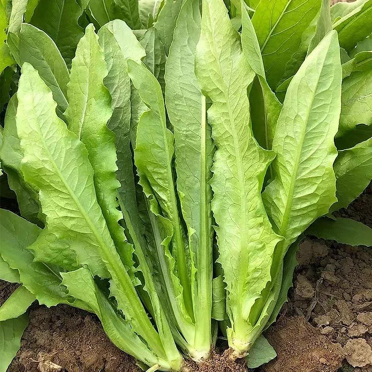 Sweet Leaf Lettuce Seeds
