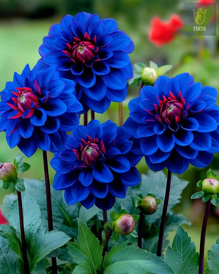 💐Graines de dahlias doubles arc-en-ciel