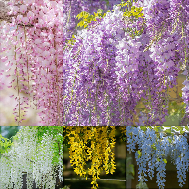 🌸Wisteria Seeds - The Garden’s Cascading Beauty All Year Round💗