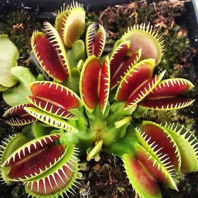 Venus Flytrap Seeds