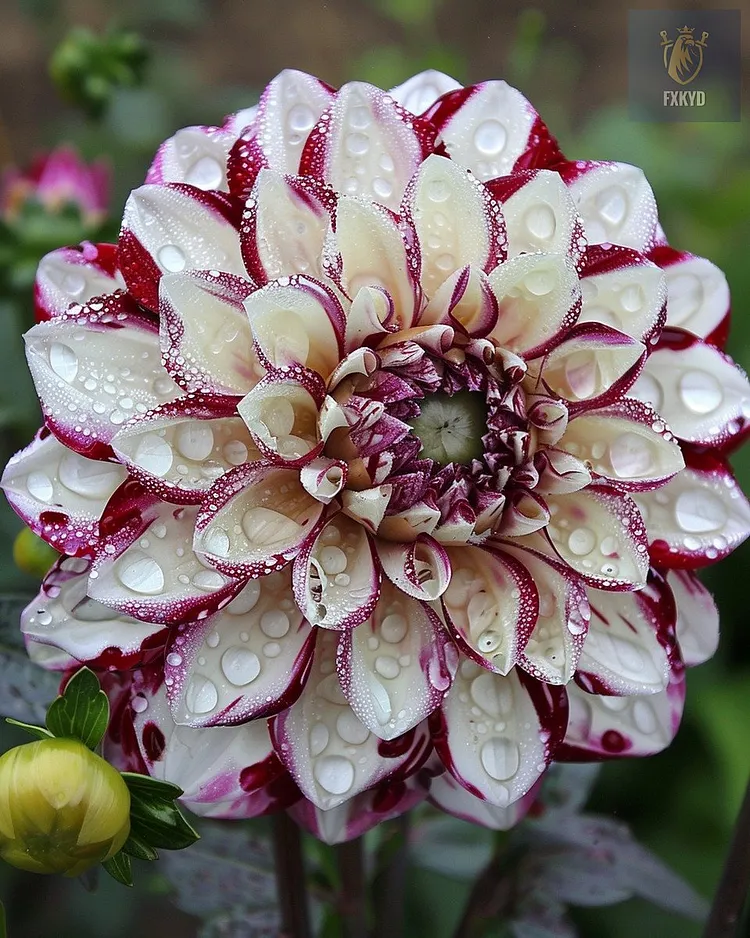💐Graines de dahlias doubles arc-en-ciel