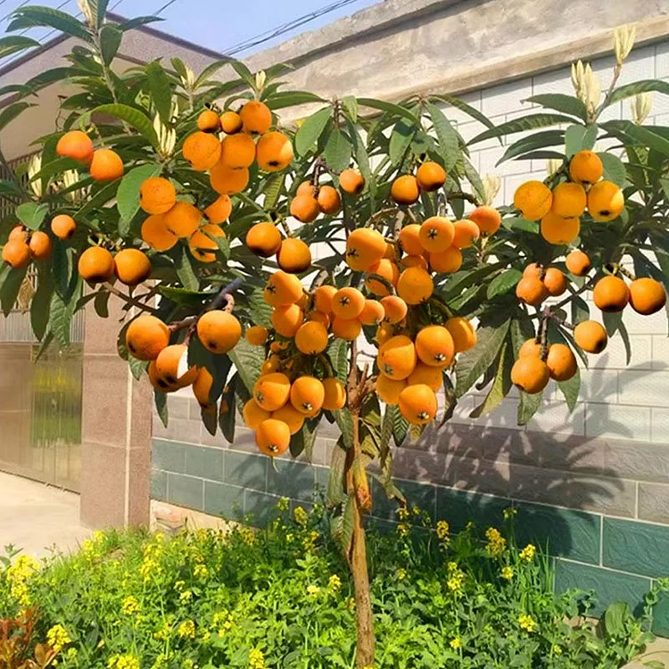 Loquat Seeds